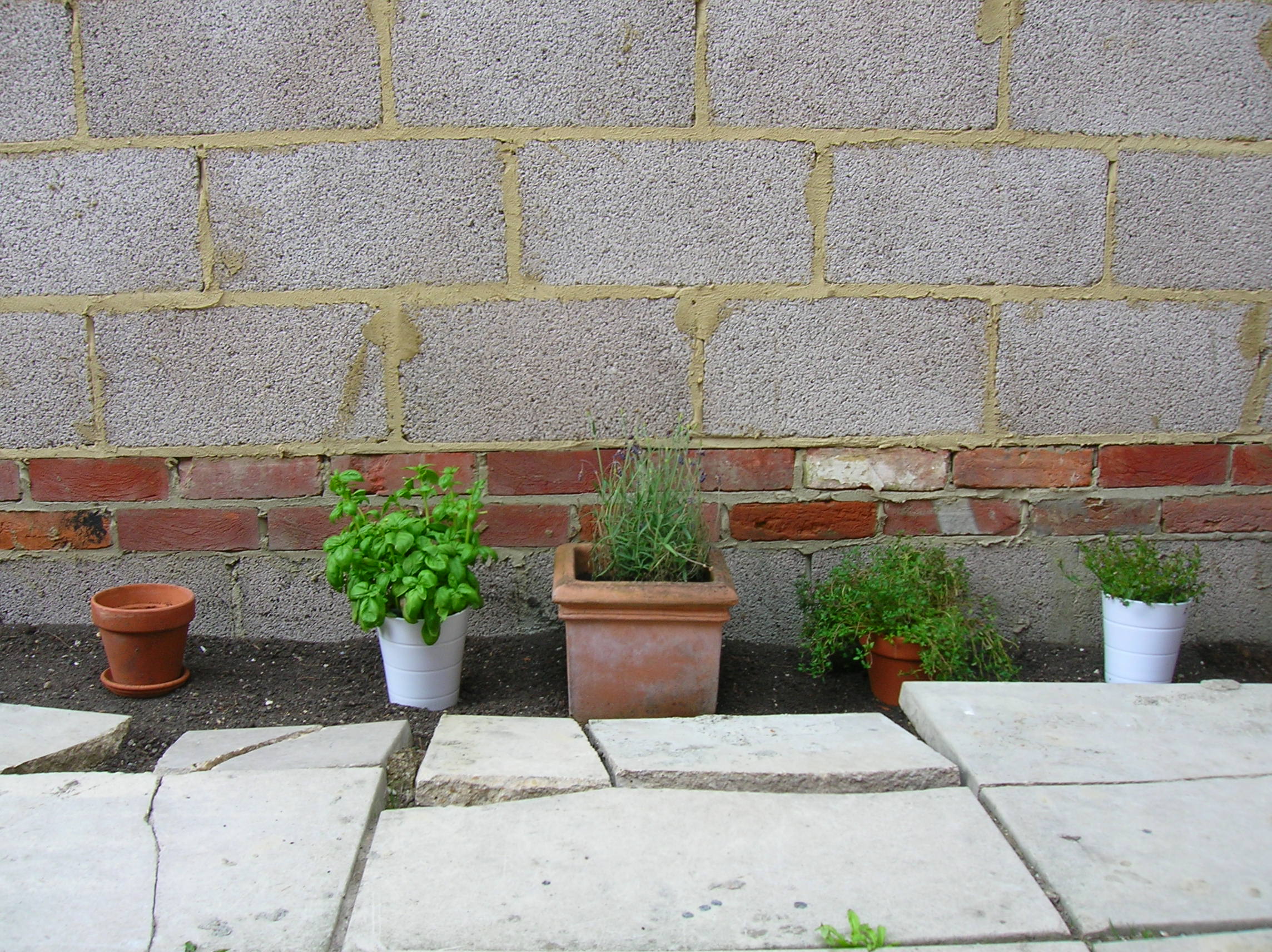 From Left To Right - Basil, Lavender, Thyme, Campanula