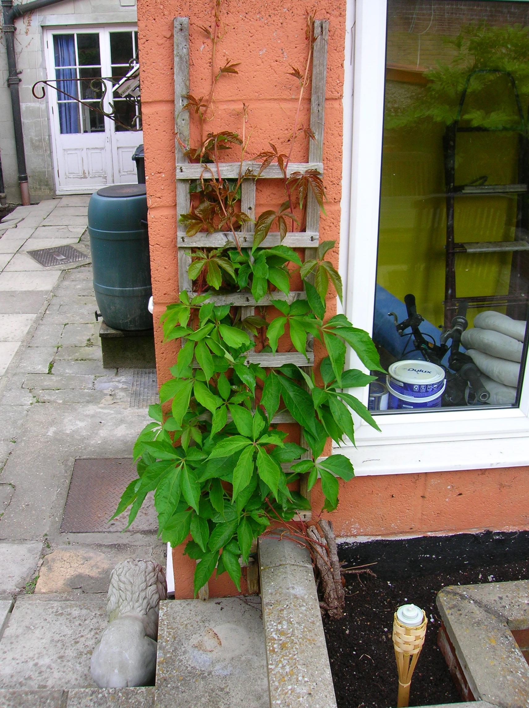 I've chopped back all of it that was dissapearing off to the right from the roots. Hopefully now, it will only go the way i want it too ;)